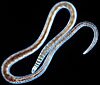 The California blackworm