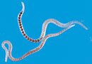 Image of newly regenerated head and tail ends from a 16-segment -long fragment.