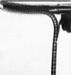 The worm's tail at water surface.