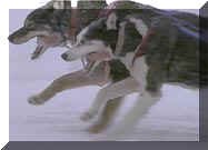 Sled Dogs