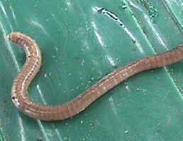 Earthworm