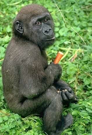 Gorilla