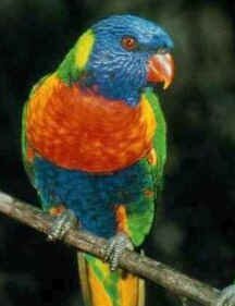 Rainbow Lorikeet