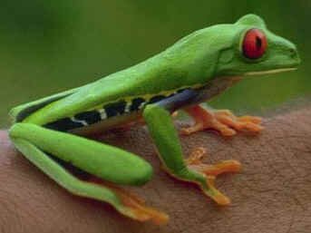 Red-eyed Tree Frog