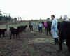 prompt black cows.jpg (48387 bytes)
