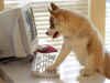 prompt dog at computer.jpg (32036 bytes)